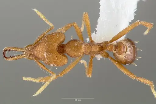 Strumigenys nambao specimen CASENT0005612 image casent0005612_1
