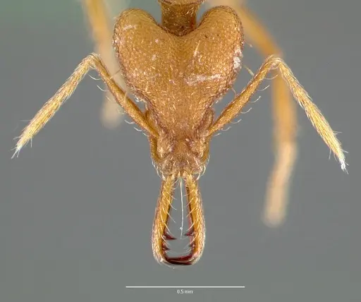 Strumigenys nambao specimen CASENT0005612 image casent0005612_2