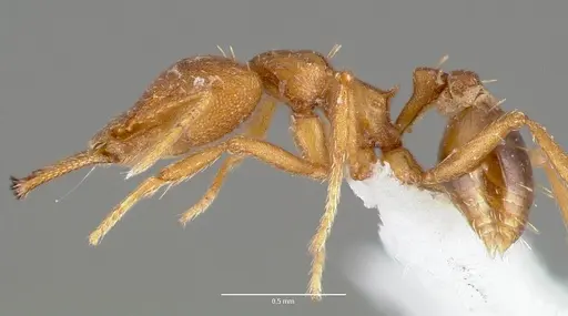 Strumigenys nambao specimen CASENT0005612 image casent0005612_3