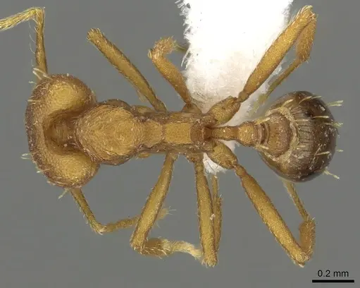Strumigenys nambao specimen CASENT0900710 image casent0900710_1