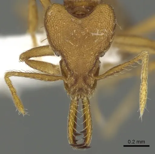 Strumigenys nambao specimen CASENT0900710 image casent0900710_2