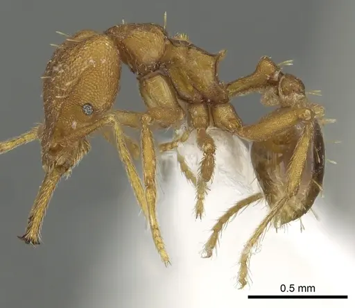Strumigenys nambao specimen CASENT0900710 image casent0900710_3