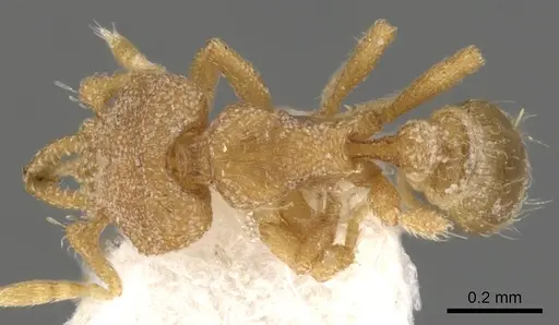 Strumigenys nannosobek specimen CASENT0900137 image casent0900137_1