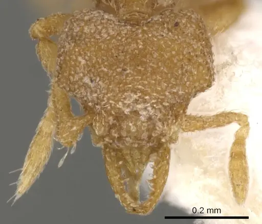 Strumigenys nannosobek specimen CASENT0900137 image casent0900137_2