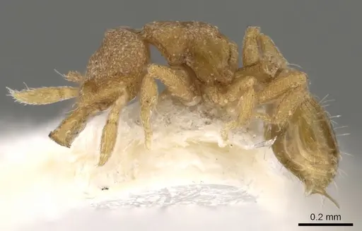 Strumigenys nannosobek specimen CASENT0900137 image casent0900137_3