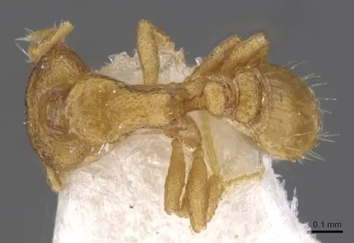 Strumigenys nannosobek specimen CASENT0912860 image casent0912860_1