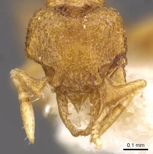 Strumigenys nannosobek specimen CASENT0912860 image casent0912860_2