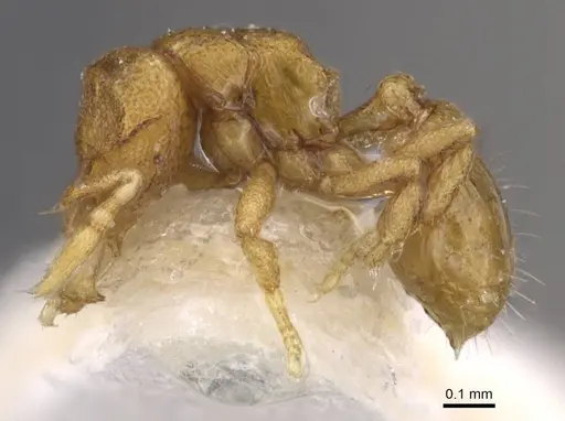 Strumigenys nannosobek specimen CASENT0912860 image casent0912860_3