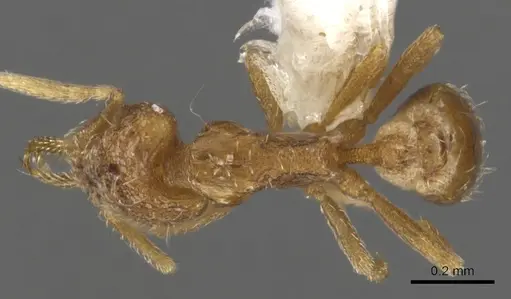 Strumigenys nastata specimen INBIOCRI001283199 image inbiocri001283199_1