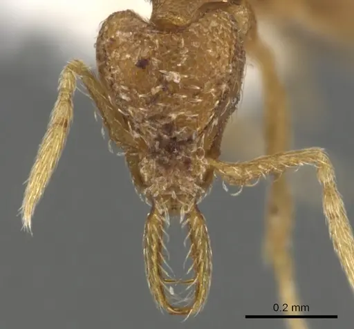 Strumigenys nastata specimen INBIOCRI001283199 image inbiocri001283199_2