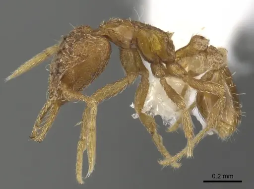 Strumigenys nastata specimen INBIOCRI001283199 image inbiocri001283199_3