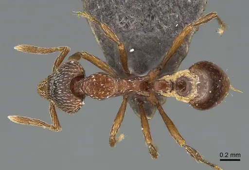 Strumigenys nathistorisoc specimen ANTWEB1016948 image antweb1016948_1