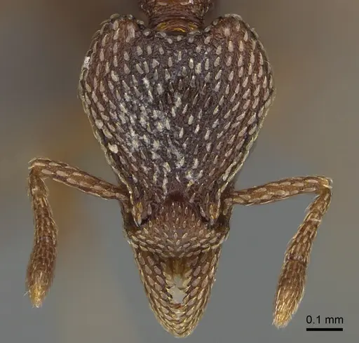 Strumigenys nathistorisoc specimen ANTWEB1016948 image antweb1016948_2
