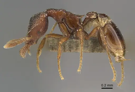 Strumigenys nathistorisoc specimen ANTWEB1016948 image antweb1016948_3