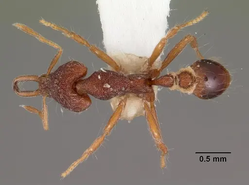 Strumigenys natynion specimen CASENT0102558 image casent0102558_1