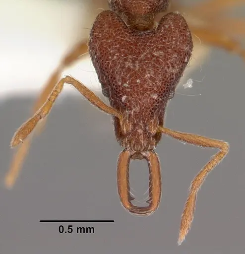 Strumigenys natynion specimen CASENT0102558 image casent0102558_2