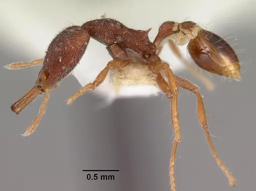 Strumigenys natynion specimen CASENT0102558 image casent0102558_3