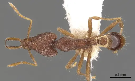 Strumigenys natynion specimen CASENT0900794 image casent0900794_1