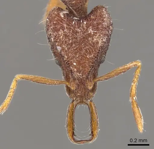 Strumigenys natynion specimen CASENT0900794 image casent0900794_2