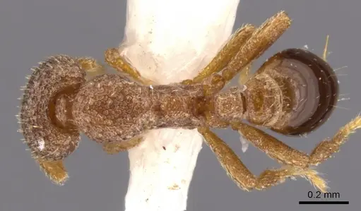 Strumigenys necopina specimen CASENT0900221 image casent0900221_1