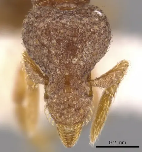Strumigenys necopina specimen CASENT0900221 image casent0900221_2