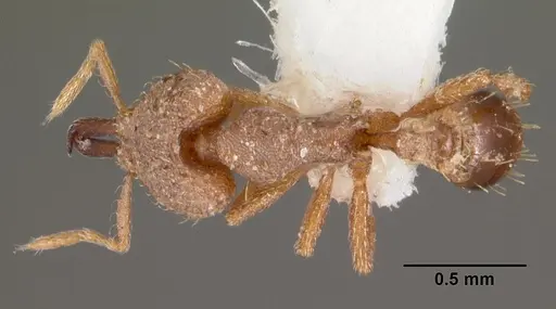 Strumigenys nergala specimen CASENT0102572 image casent0102572_1