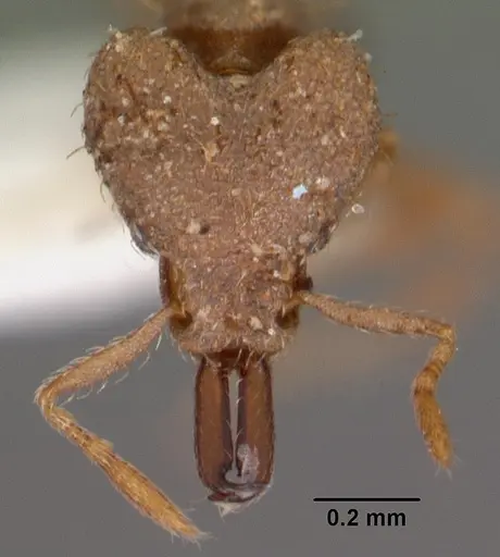 Strumigenys nergala specimen CASENT0102572 image casent0102572_2