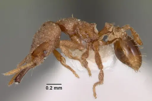 Strumigenys nergala specimen CASENT0102572 image casent0102572_3