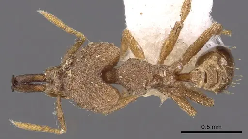 Strumigenys nergala specimen CASENT0900879 image casent0900879_1