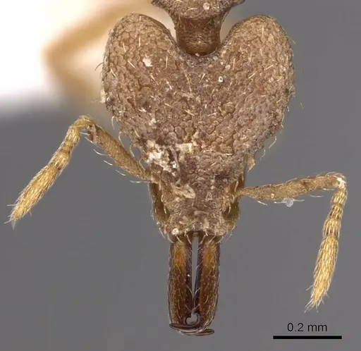 Strumigenys nergala specimen CASENT0900879 image casent0900879_2