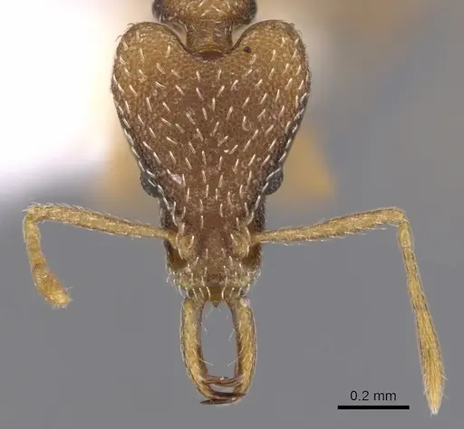 Strumigenys nesteryx specimen CASENT0900818 image casent0900818_2