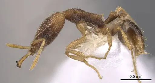 Strumigenys nesteryx specimen CASENT0900818 image casent0900818_3