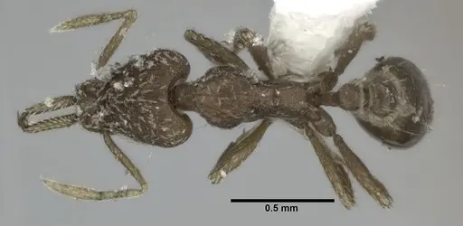 Strumigenys nevermanni specimen CASENT0246145 image casent0246145_1