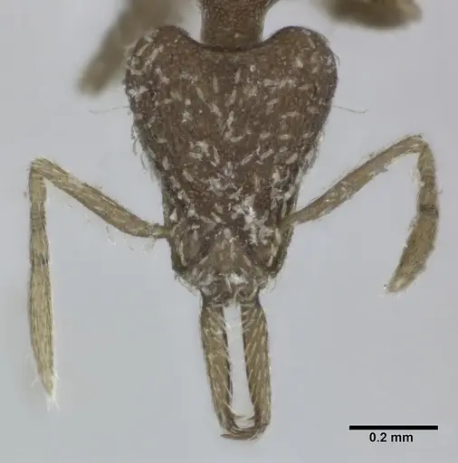 Strumigenys nevermanni specimen CASENT0246145 image casent0246145_2