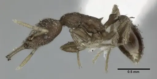 Strumigenys nevermanni specimen CASENT0246145 image casent0246145_3