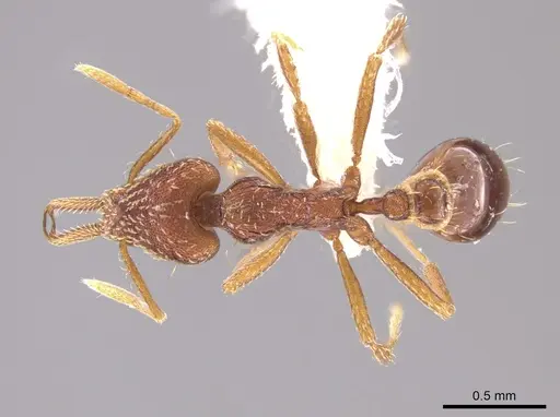 Strumigenys nevermanni specimen CASENT0651739 image casent0651739_1