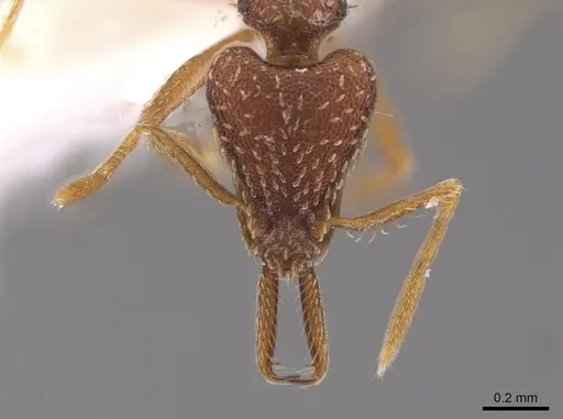 Strumigenys nevermanni specimen CASENT0651739 image casent0651739_2
