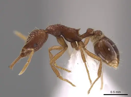 Strumigenys nevermanni specimen CASENT0651739 image casent0651739_3
