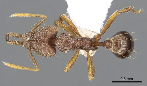 Strumigenys nevermanni specimen CASENT0914747 image casent0914747_1