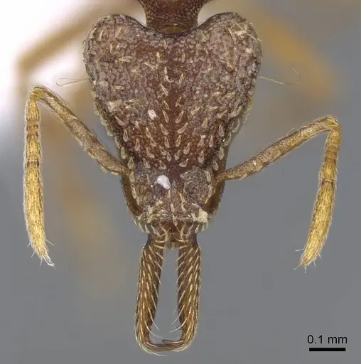 Strumigenys nevermanni specimen CASENT0914747 image casent0914747_2