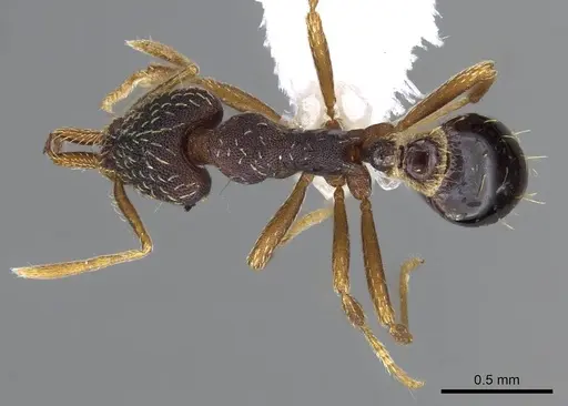 Strumigenys nevermanni specimen CASENT0914748 image casent0914748_1