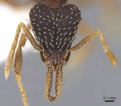 Strumigenys nevermanni specimen CASENT0914748 image casent0914748_2