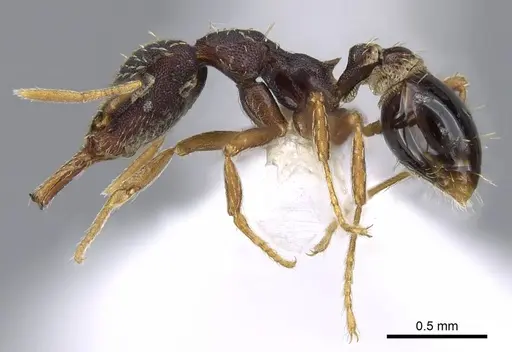 Strumigenys nevermanni specimen CASENT0914748 image casent0914748_3