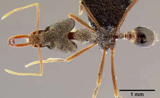 Strumigenys nidifex specimen CASENT0171047 image casent0171047_1