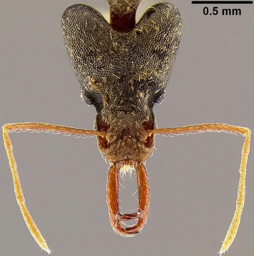 Strumigenys nidifex specimen CASENT0171047 image casent0171047_2