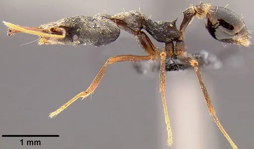 Strumigenys nidifex specimen CASENT0171047 image casent0171047_3