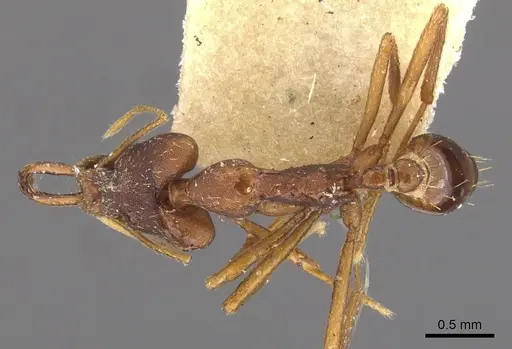 Strumigenys nidifex specimen CASENT0900761 image casent0900761_1