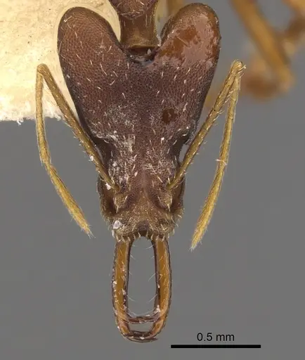 Strumigenys nidifex specimen CASENT0900761 image casent0900761_2