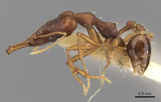 Strumigenys nidifex specimen CASENT0900761 image casent0900761_3