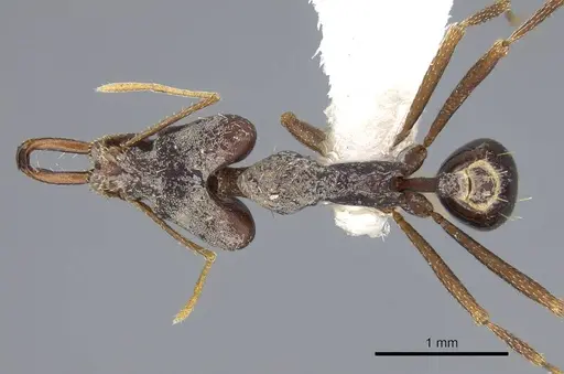 Strumigenys nidifex specimen CASENT0914852 image casent0914852_1